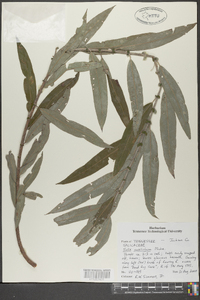 Salix caroliniana image