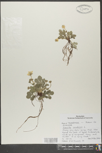 Potentilla canadensis image