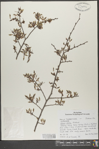 Ulmus alata image