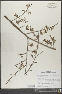 Ulmus alata image