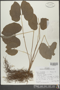 Jeffersonia diphylla image