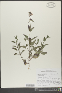 Stachys floridana image