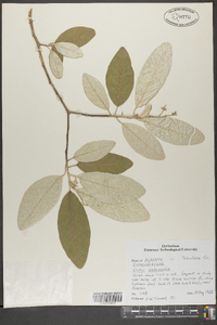 Croton alabamensis image