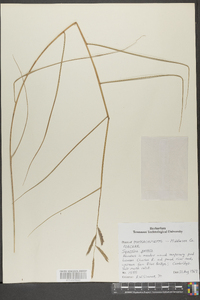 Spartina patens image