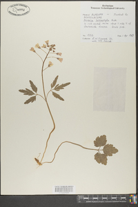 Cardamine angustata image