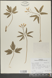 Cardamine angustata image