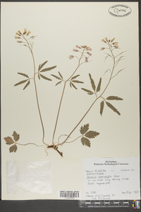 Cardamine angustata image