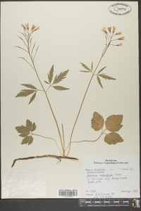 Cardamine angustata image