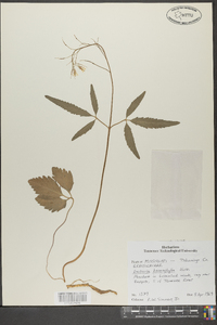 Cardamine angustata image