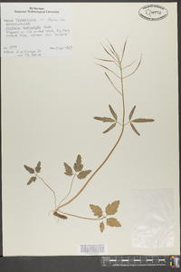 Cardamine angustata image