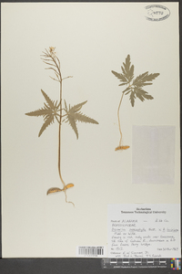 Cardamine angustata image