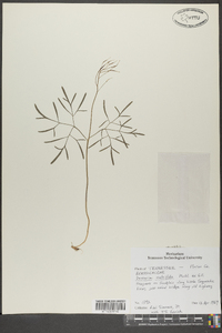 Cardamine dissecta image