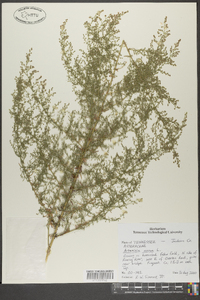 Artemisia annua image