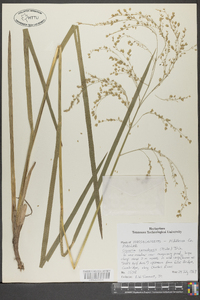 Glyceria canadensis image