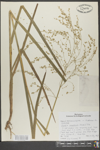 Glyceria canadensis image