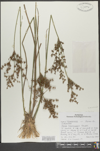 Juncus trigonocarpus image