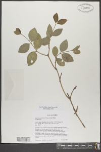 Euonymus fortunei image