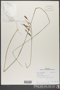 Carex glaucescens image