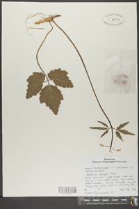 Cardamine diphylla image