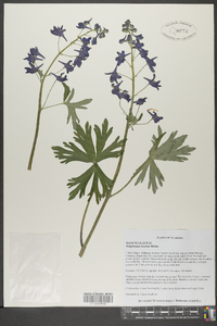 Delphinium tricorne image