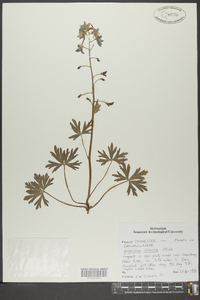 Delphinium tricorne image