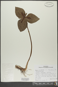 Trillium stamineum image