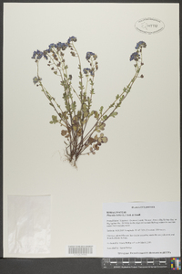 Phacelia dubia image