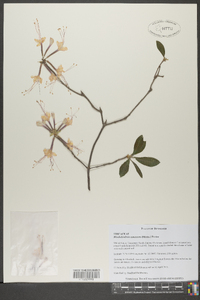 Rhododendron canescens image