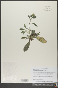 Lithospermum canescens image