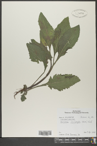 Dasistoma macrophylla image