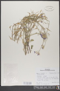 Raphanus raphanistrum subsp. sativus image