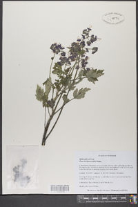 Phacelia bipinnatifida image