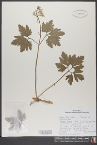 Cardamine diphylla image