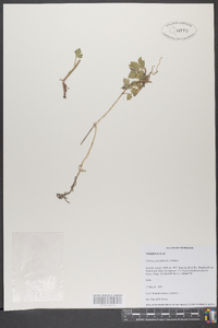 Verbena canadensis image