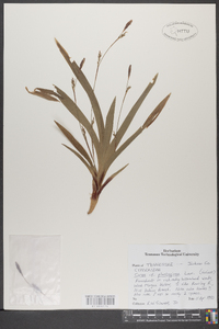 Carex plantaginea image