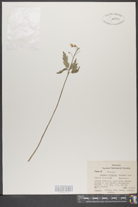 Cardamine diphylla image