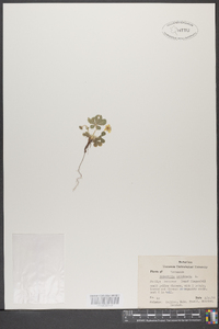 Potentilla canadensis image