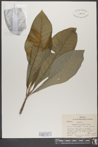 Magnolia macrophylla image