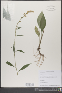 Solidago arguta subsp. caroliniana image