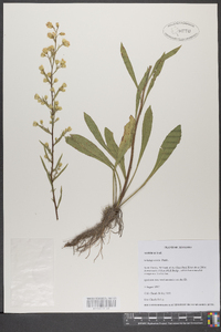 Solidago erecta image