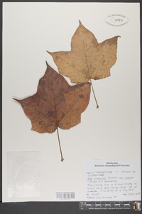 Acer nigrum image