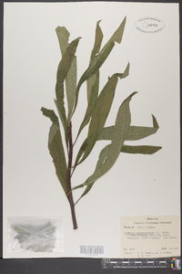 Vernonia noveboracensis image