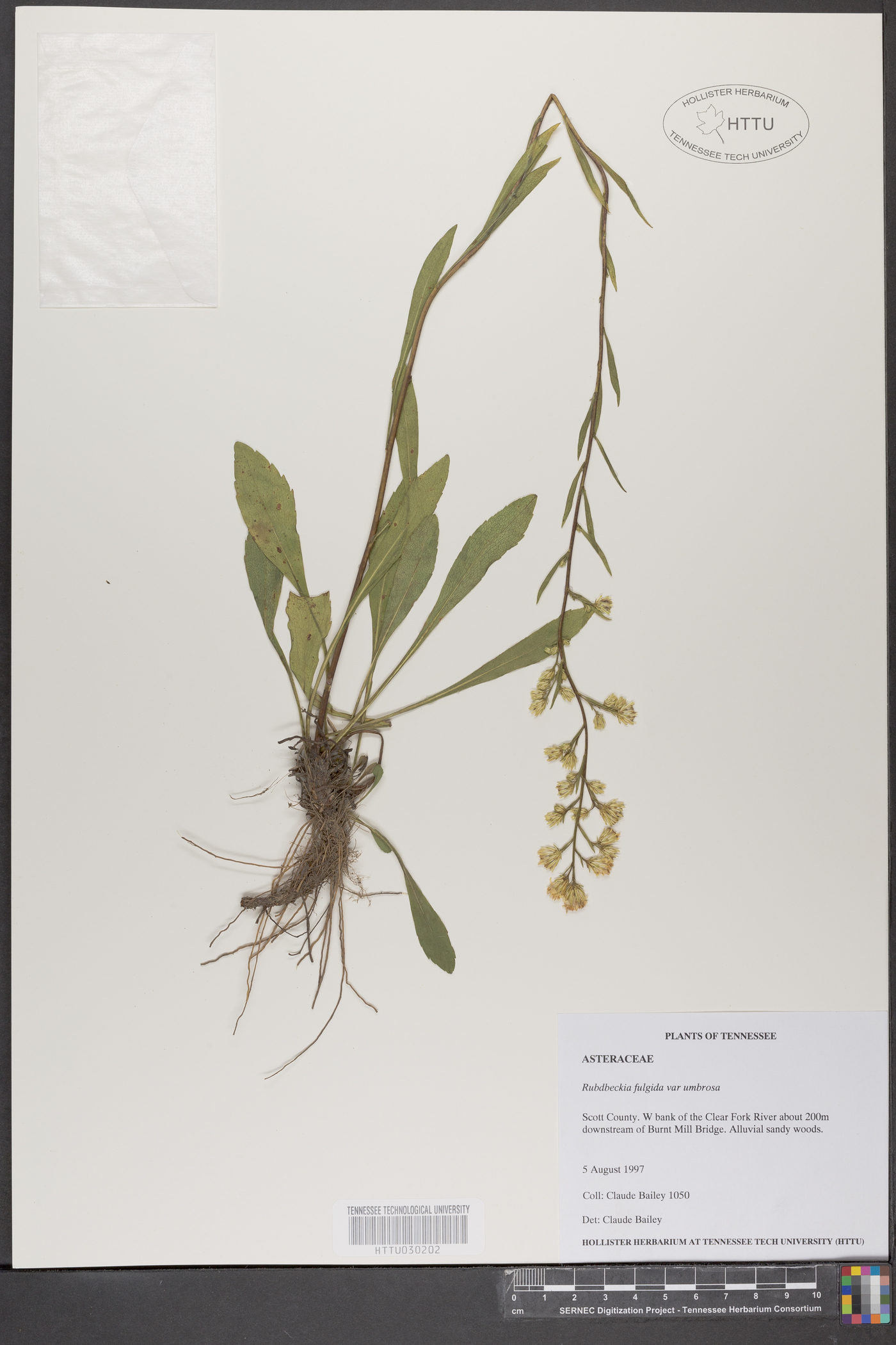 Solidago arenicola image