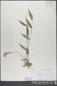 Panicum latifolium image