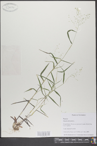 Panicum dichotomum image