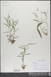 Panicum dichotomum image