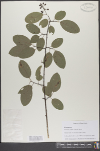 Berchemia scandens image