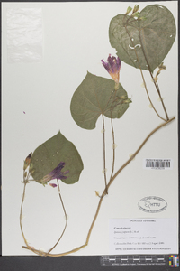 Ipomoea purpurea image