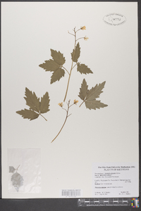 Cardamine diphylla image