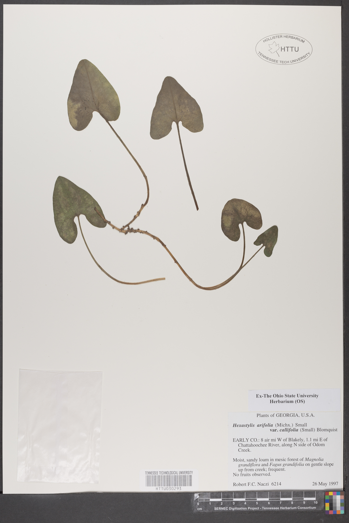 Hexastylis arifolia var. callifolia image